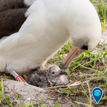 Laysan albatross with chick