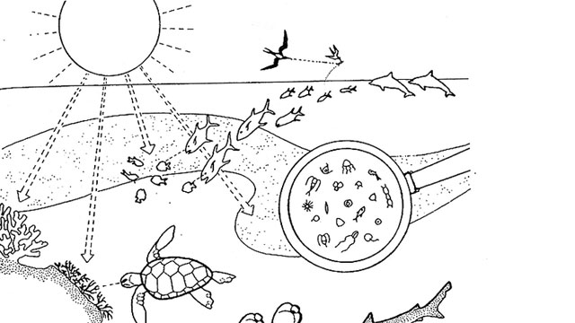 illustration of fish and underwater sealife to color