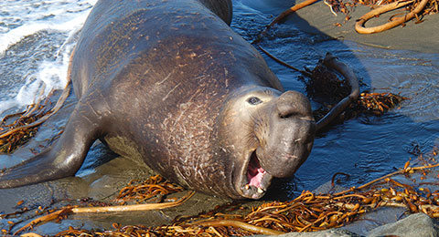 photo of a northern elephant seal