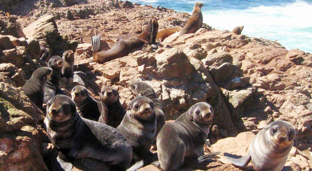 photo of fur seal pups on a beach