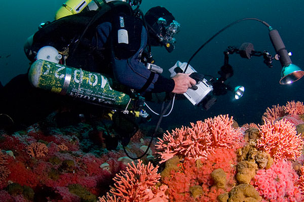 diver assessing coral