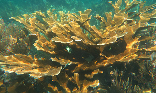 photo of a healthy coral and bleached coral