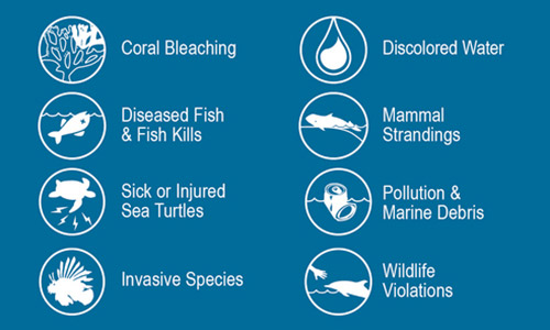 illustration of icons such as coral bleaching, invasive species and mammal strandings