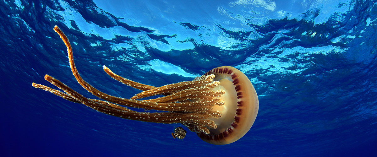 photo of a jellyfish