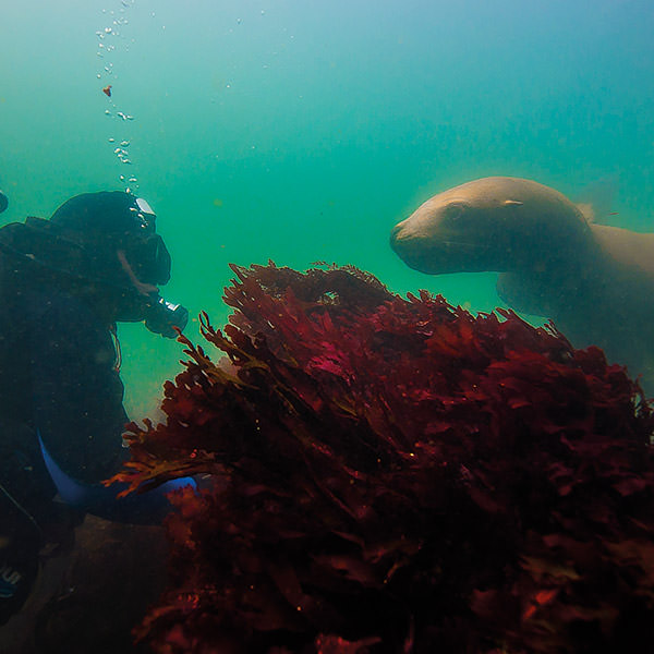a seal and a diver looking at each other