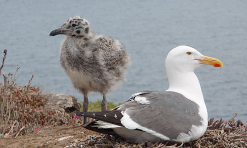gull and chick