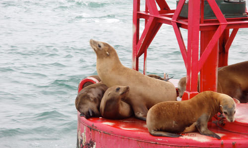 seals on a buoy