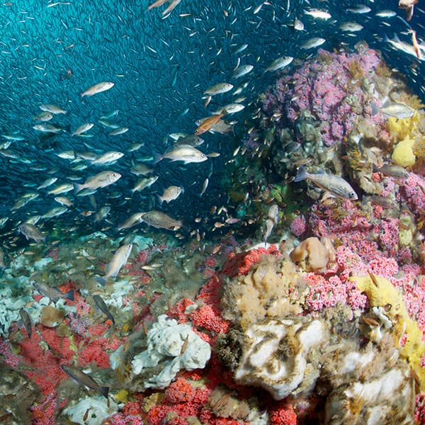 fish swimming among a coral reef