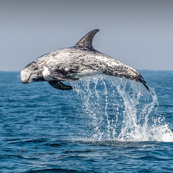 risso dolphin leaping out of the water