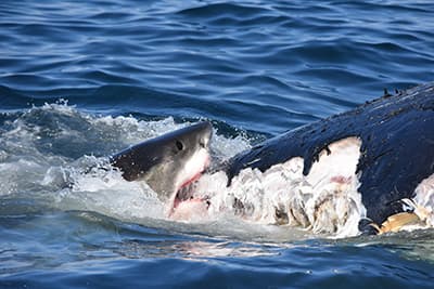 A white shark feeds on a dead humpback whale