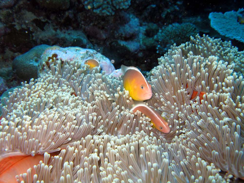 A few pink anemonefish nestle into an anemone in National Marine Sanctuary of American Samoa.