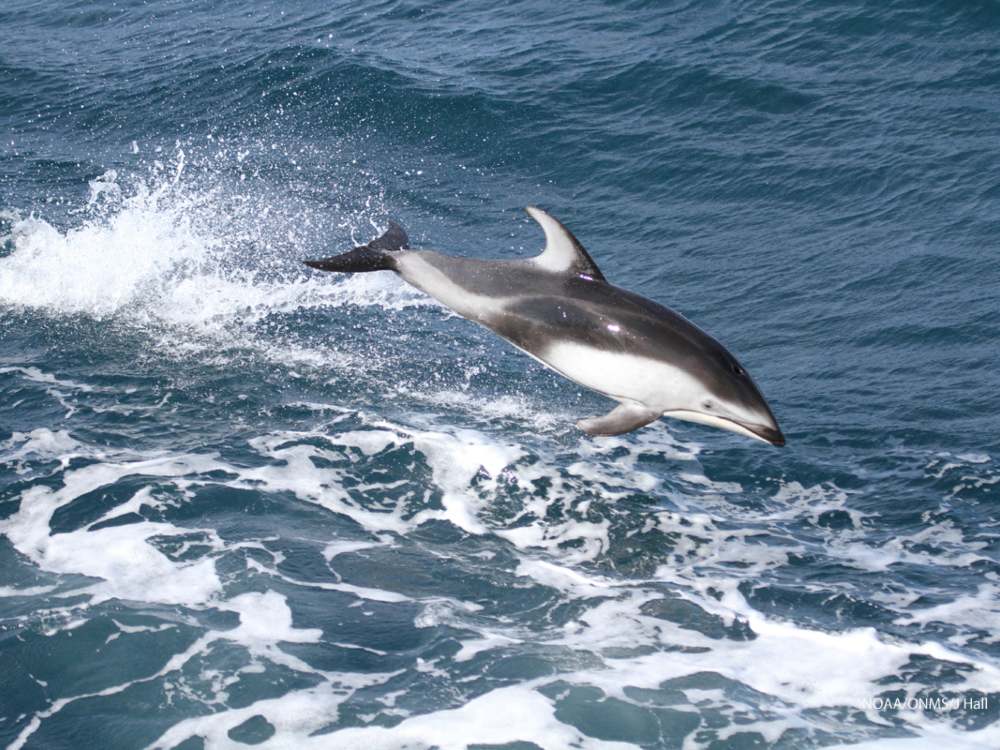 A Pacific white-sided dolphin jumps out of the water in Cordell Bank National Marine Sanctuary.