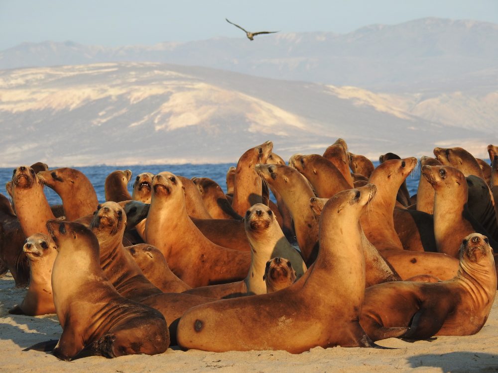 A crowd of female and juvenile sea lions at Channel Islands National Marine Sanctuary.