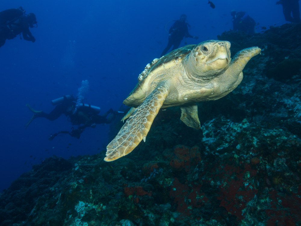 A loggerhead sea turtle swims near a coral reef in the Flower Garden Banks National Marine Sanctuary. Divers swim in the background, exploring the turtle’s habitat.
