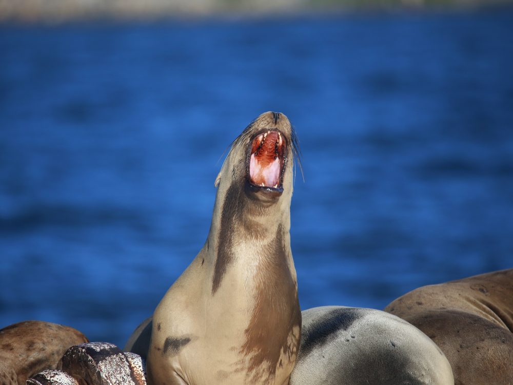 Steller sea lion calls out amongst other sea lions at the Greater Farallones National Marine Sanctuary.