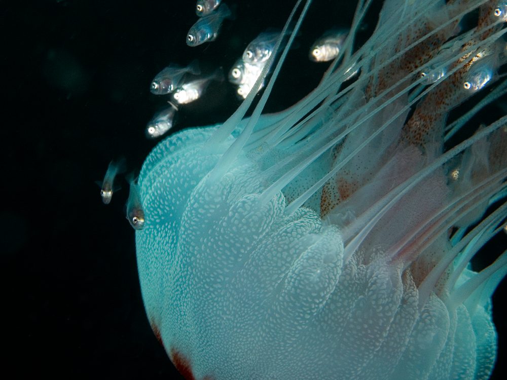 Juvenile fish take shelter in the tentacles of a jellyfish in Gray’s Reef National Marine Sanctuary.