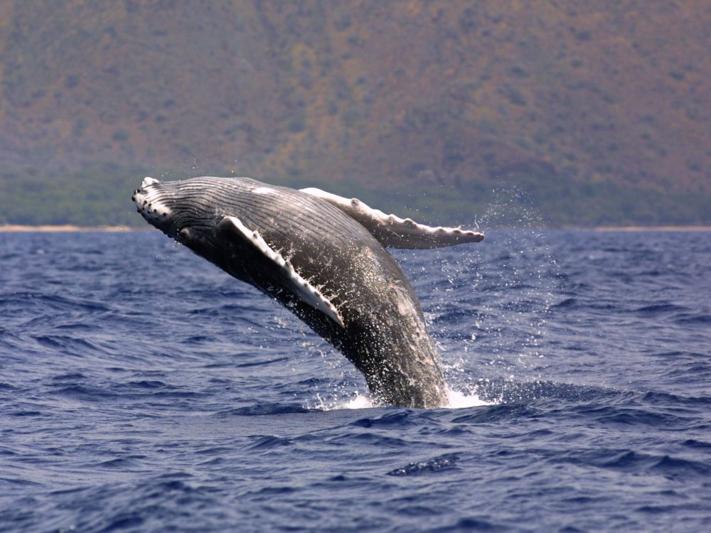 A humpback whale breaches in Hawaiian Islands Humpback Whale National Marine Sanctuary.