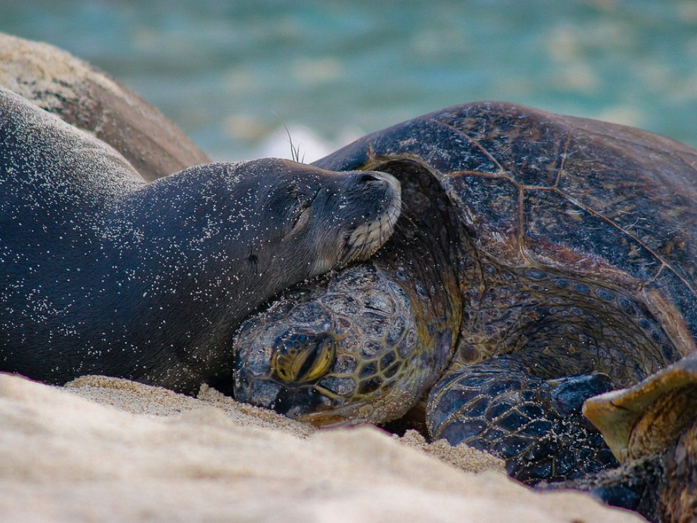 Hawaiian monk seal and green sea turtle on a beach in Papahānaumokuākea Marine National Monument.