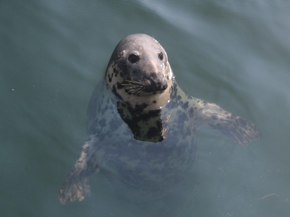 A gray seal sticks its head out of the water in the Stellwagen Bank National Marine Sanctuary.