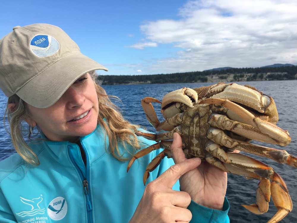 A female scientist holds up a Dungeness crab on the back of a fishing vessel.