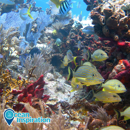coral reef with fish swimming around