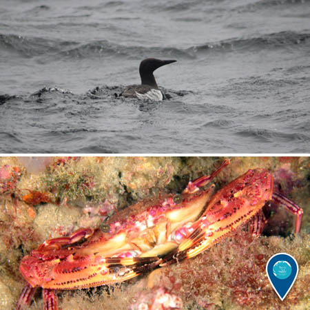 top: seabird swimming, bottom: crab
