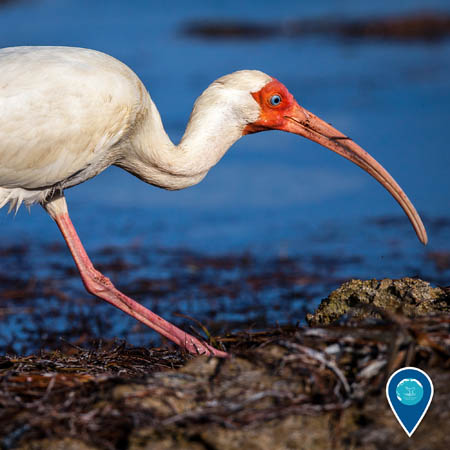 white ibis foraging for small crustaceans