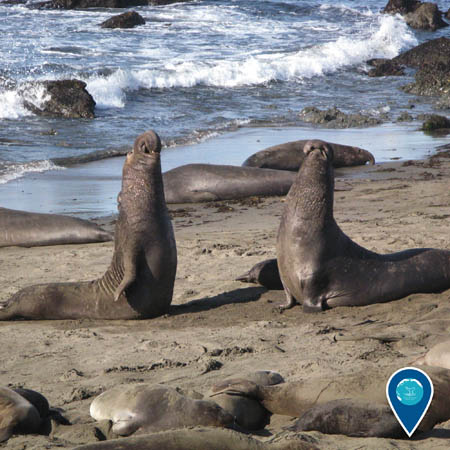 male elephant seals competing against each other on the beach