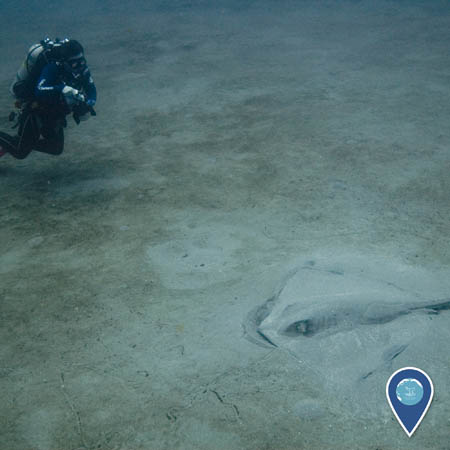 diver spots a ray hiding in the sand