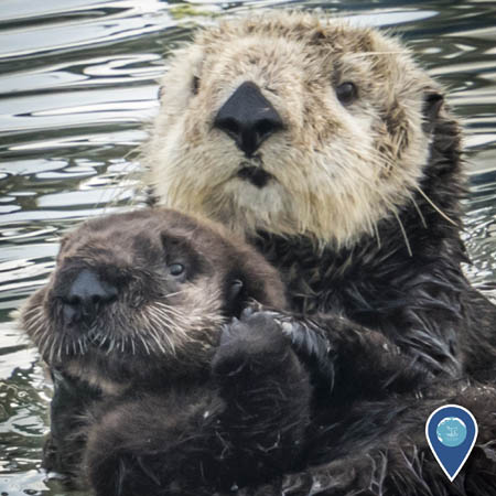 sea otter with cub
