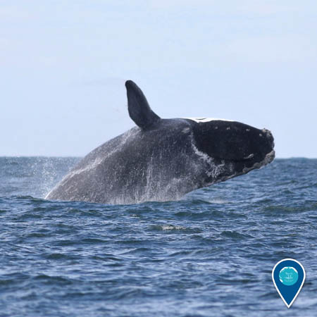 North Atlantic right whale breaching