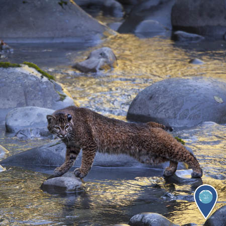 a bobcat stretches out between two small rocks in the midst of a river in golden light