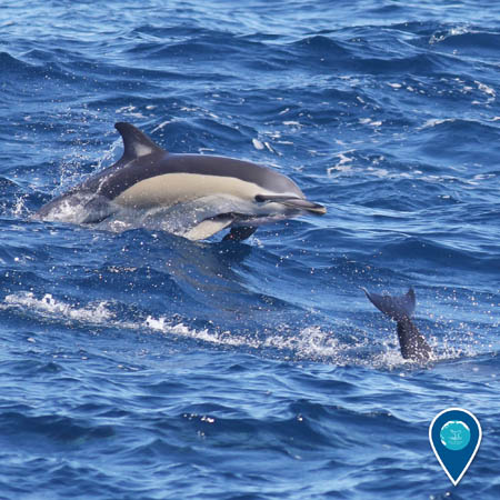 A common dolphin rises from the surface of the ocean. In front of it, a tail of another dolphin is above the surface.