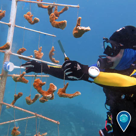 A diver cleans a PVC tree from which coral fragments hang.