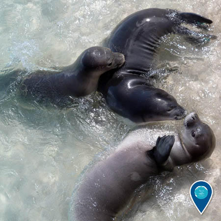 Three Hawaiian monk seals play in shallow water.