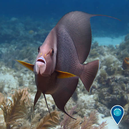 A gray angelfish faces the camera. The coral reef is visible behind it.