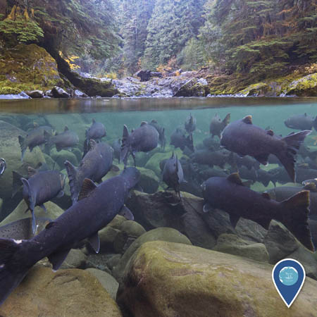 An under/overwater shot of salmon swimming up a river. On the bottom half of the photo, salmon swim away from the camera up a rock-lined river. The top half of the photo shows a coniferous forest on the riverbank.