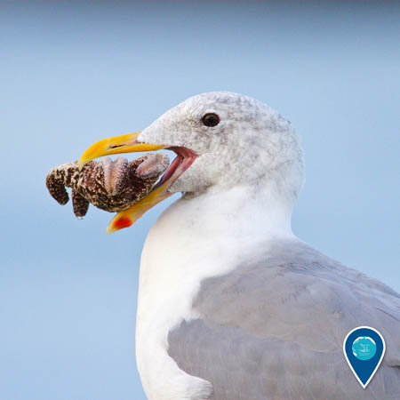 A close-up of a western gull in profile. The gull has an upside-down sea star held in its beak.