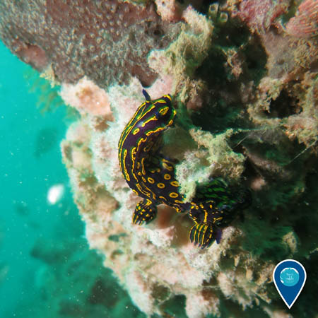 a dark blue and bright yellow nudibranch clings to the side of the reef.