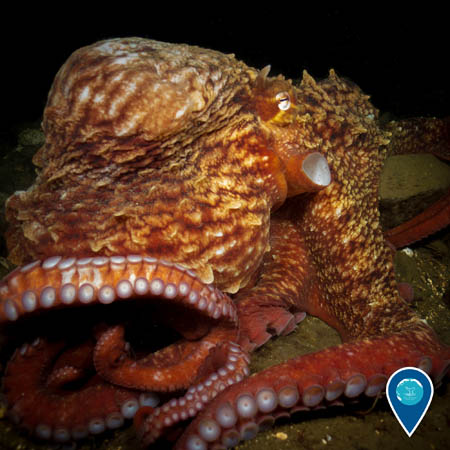 A close-up on a red-orange giant Pacific octopus resting on the sea floor.