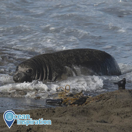 An elephant seal resting in the surf.