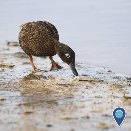 A brown duck walks on wet sand, leaning forward with its bill near the sand.