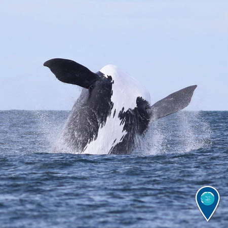 A black and white North Atlantic right whale breaches out of the water. Its belly and flippers are visible.