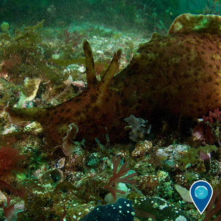 A side view of a California brown sea hare grazing on algae. The sea hare has two sensory organs on top of its head that look like rabbit ears.