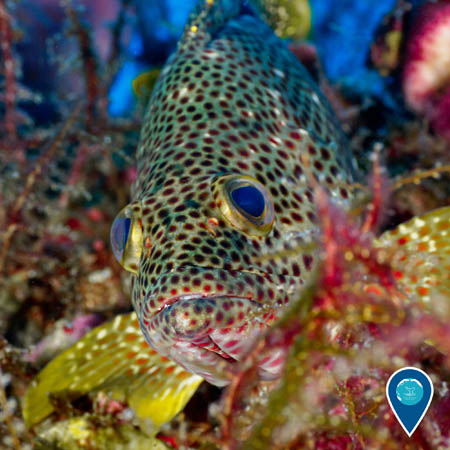 A closeup of a graysby in Flower Garden Banks National Marine Sanctuary, which appears to be looking at the camera. The fish is greenish-gray with red spots.
