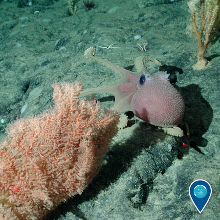 A pink octopus moves away from the camera. A light orange deep-sea coral is in the foreground to the left.