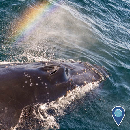 A humpback whale surfacing and exhaling. A rainbow refracts above it.