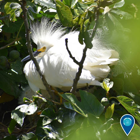 A snowy egret perched in a tree. The feathers on its head are sticking straight up.