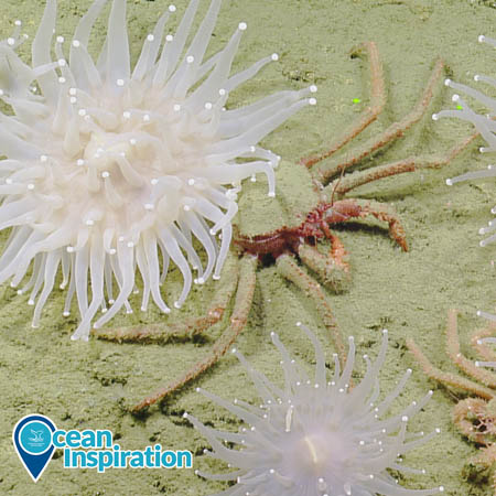 A crab rests beneath a sea anemone on the deep-sea floor of Cordell Bank National Marine Sanctuary.
