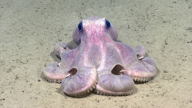 Deepwater octopus resting on the ocean bottom